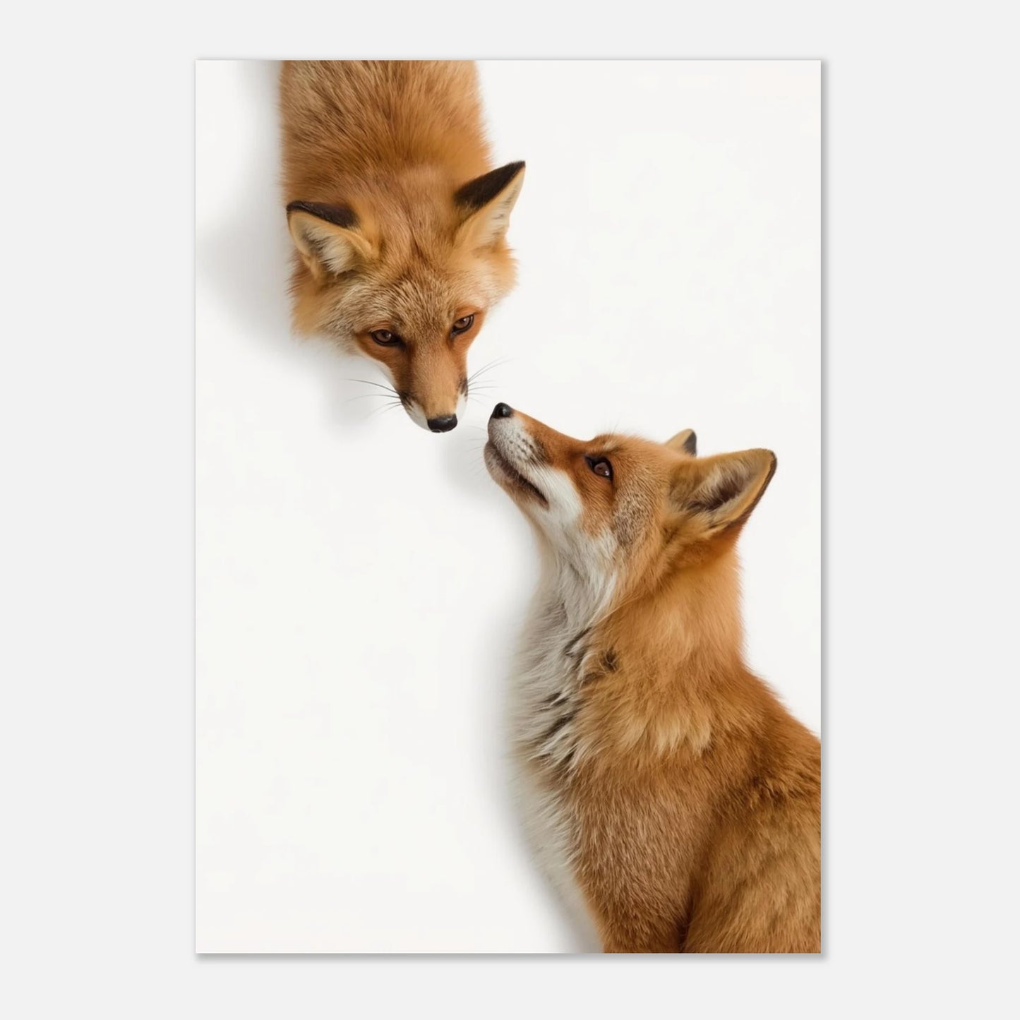 Minimalistisk rävposter föreställande två röda rävar som ser på varandra