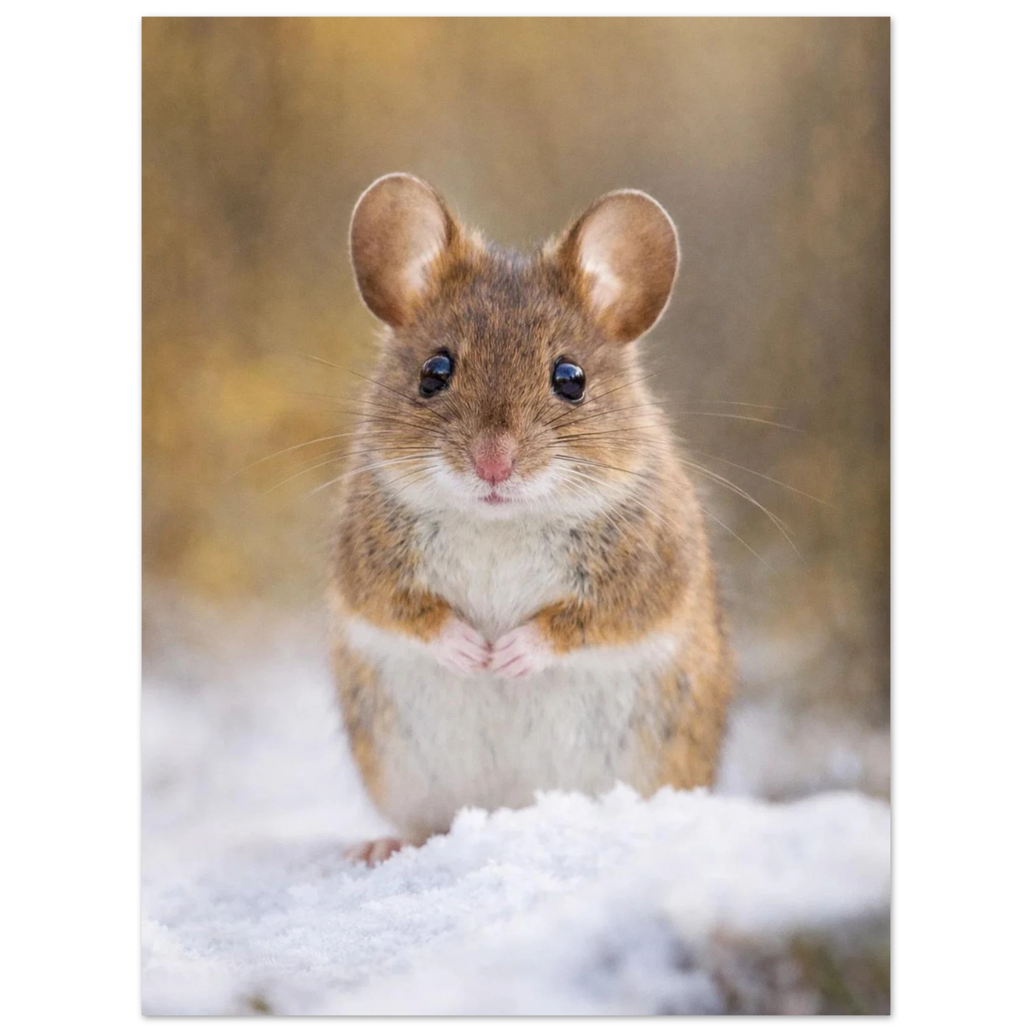 Liten mjuk mus på snötäckt mark med suddig skogsbakgrund – fotorealistisk poster