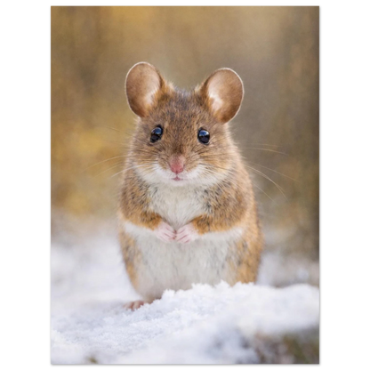 Liten mjuk mus på snötäckt mark med suddig skogsbakgrund – fotorealistisk poster