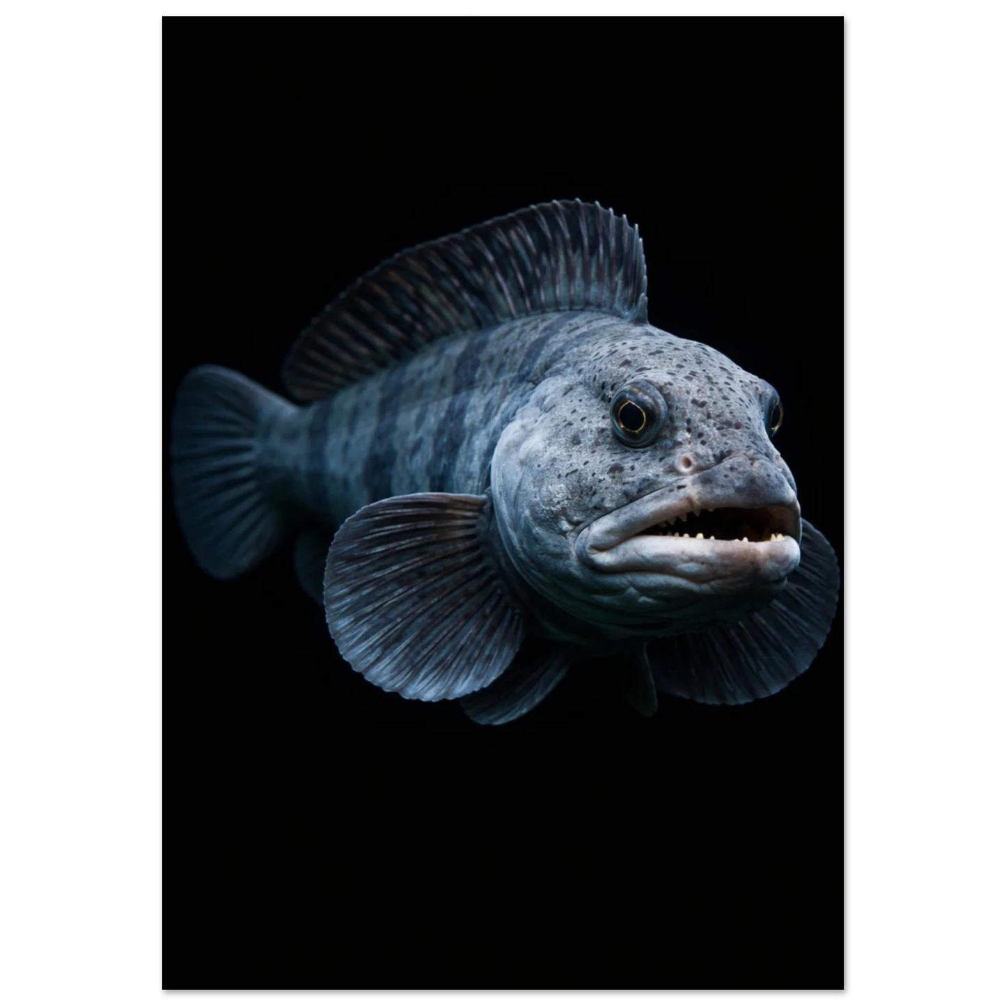 Havskatt i helfigur framifrån med öppen mun mot svart bakgrund – Fotorealistisk poster