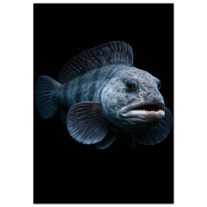 Havskatt i helfigur framifrån med öppen mun mot svart bakgrund – Fotorealistisk poster