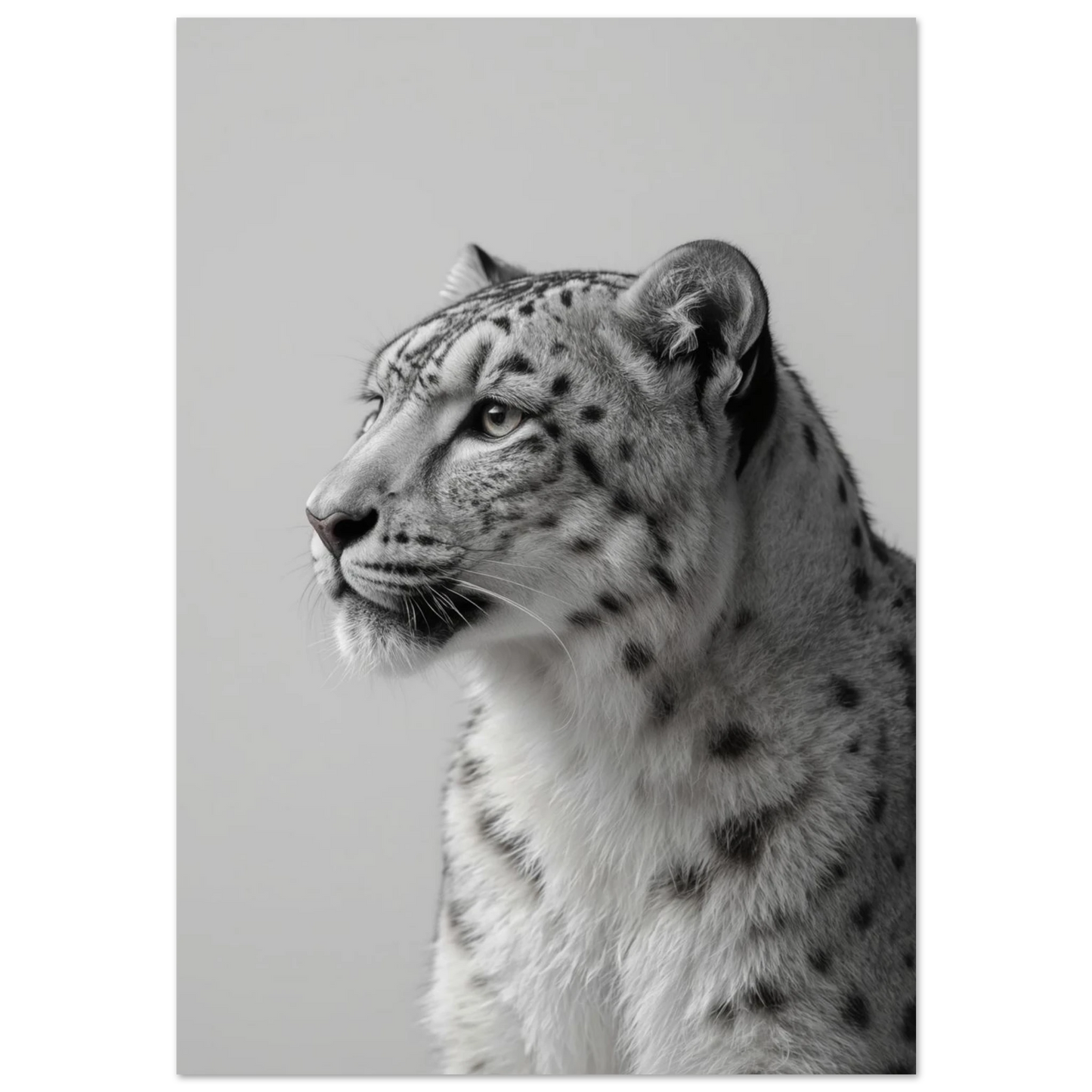 Svartvit snöleopard i profil med mörk inramning – fotorealistisk djurposter