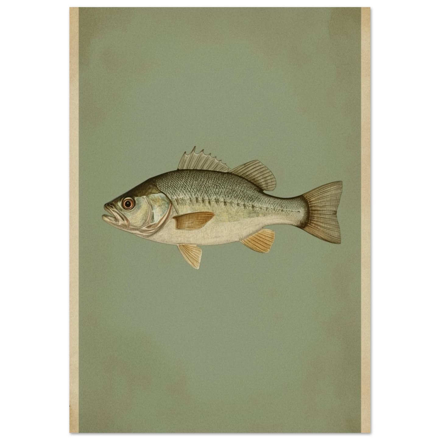 Klassiskt fiskmotiv av en abborre i dova gröna toner, vintage-stil