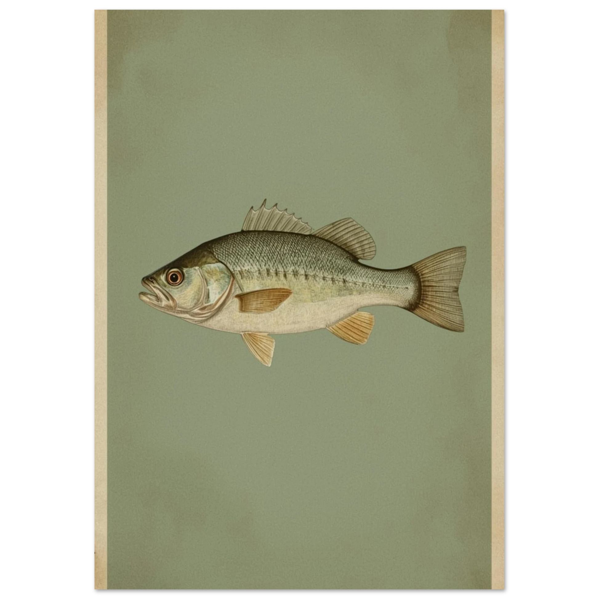 Klassiskt fiskmotiv av en abborre i dova gröna toner, vintage-stil