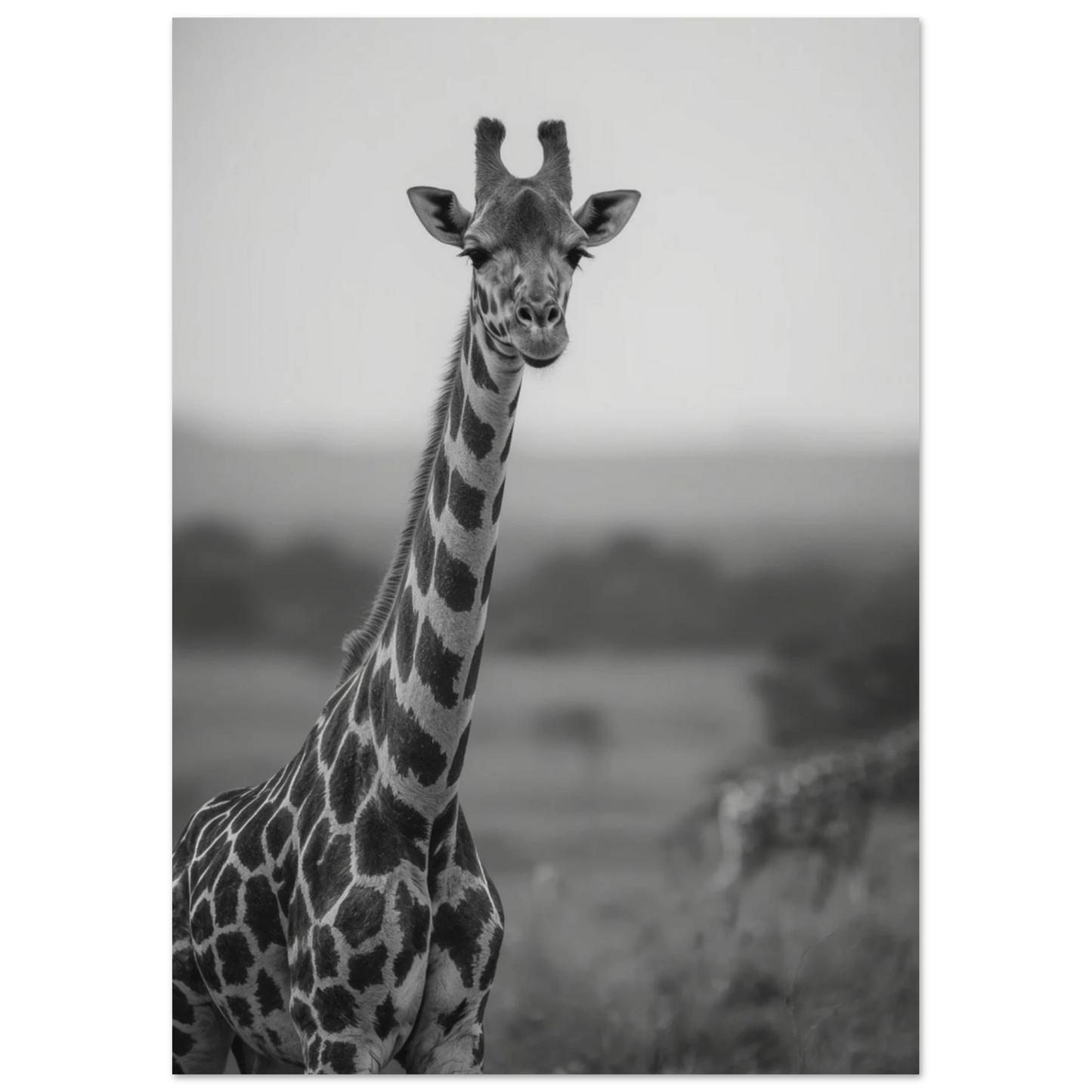 Ståtlig giraff i gråskala, konstnärligt naturfoto för väggdekor