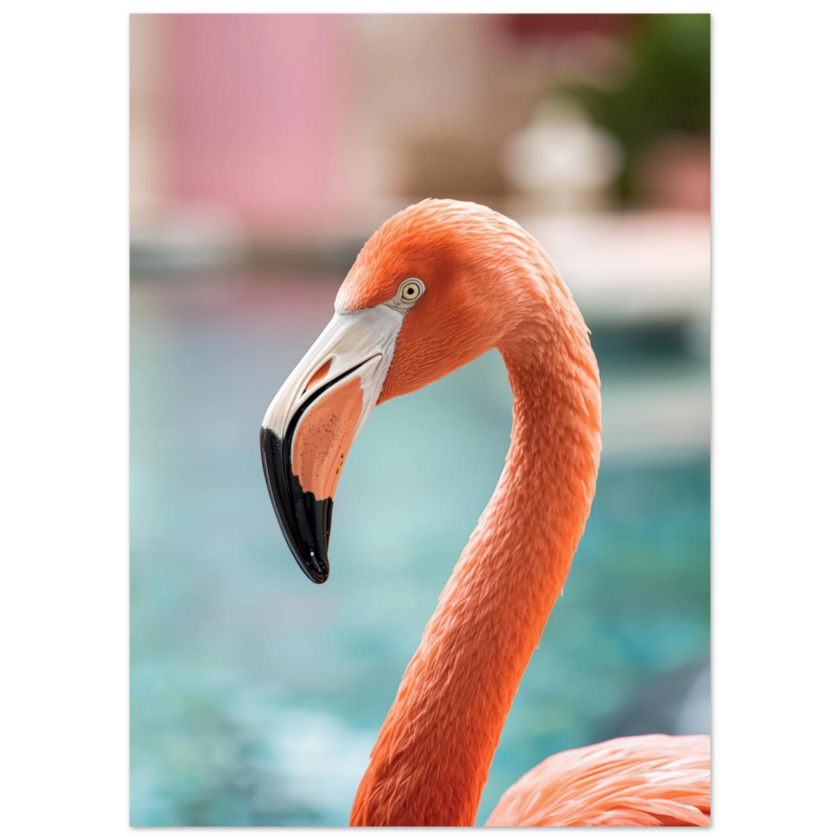 Ståtlig flamingo med korallfärgade fjädrar och svart näbb – djurmotiv