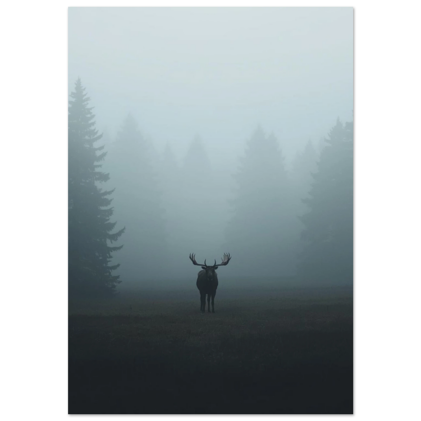 Ståtlig älg med horn i tät morgondimma – nordisk fotoposter