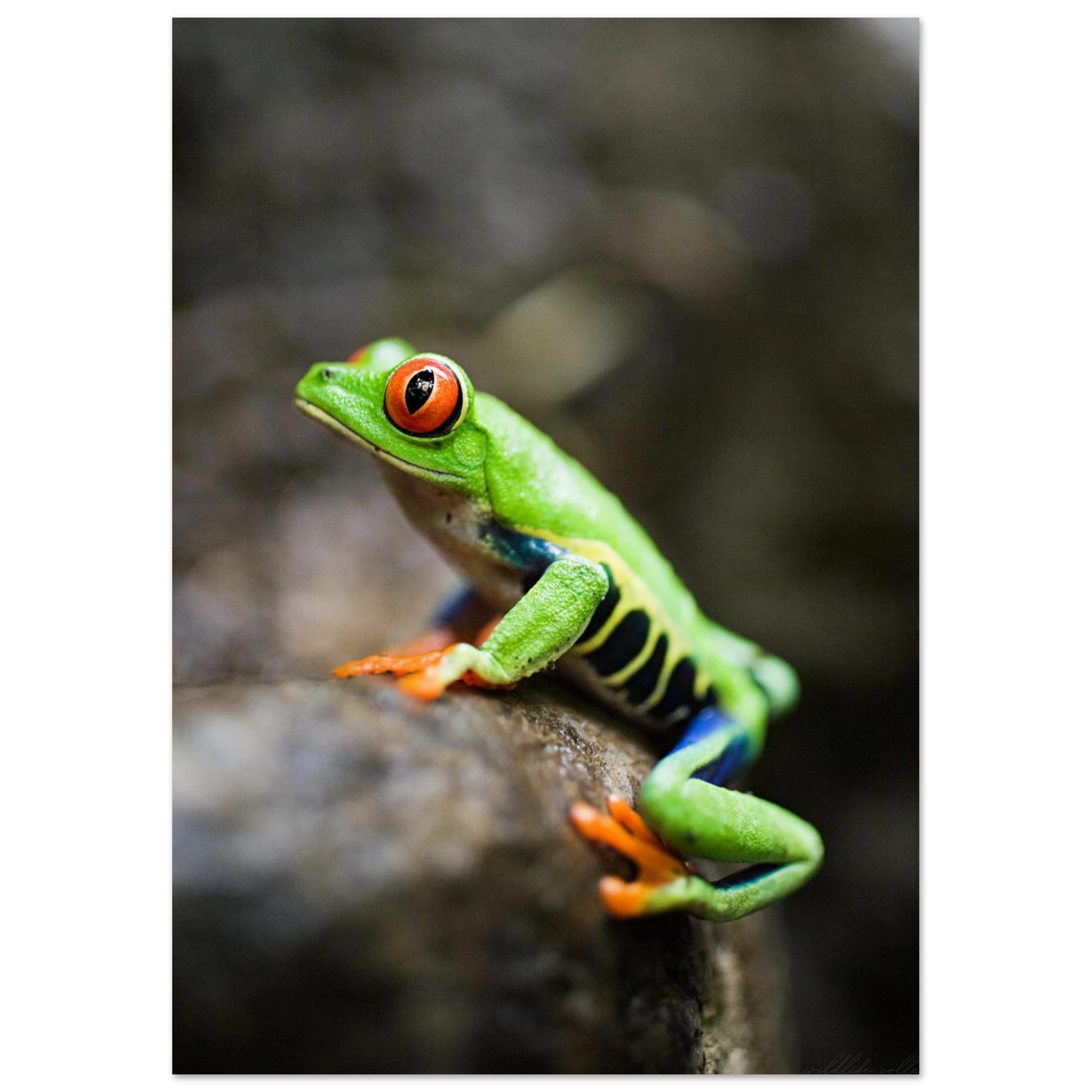 Närbild på en färgstark groda med stora röda ögon – fotorealistisk poster