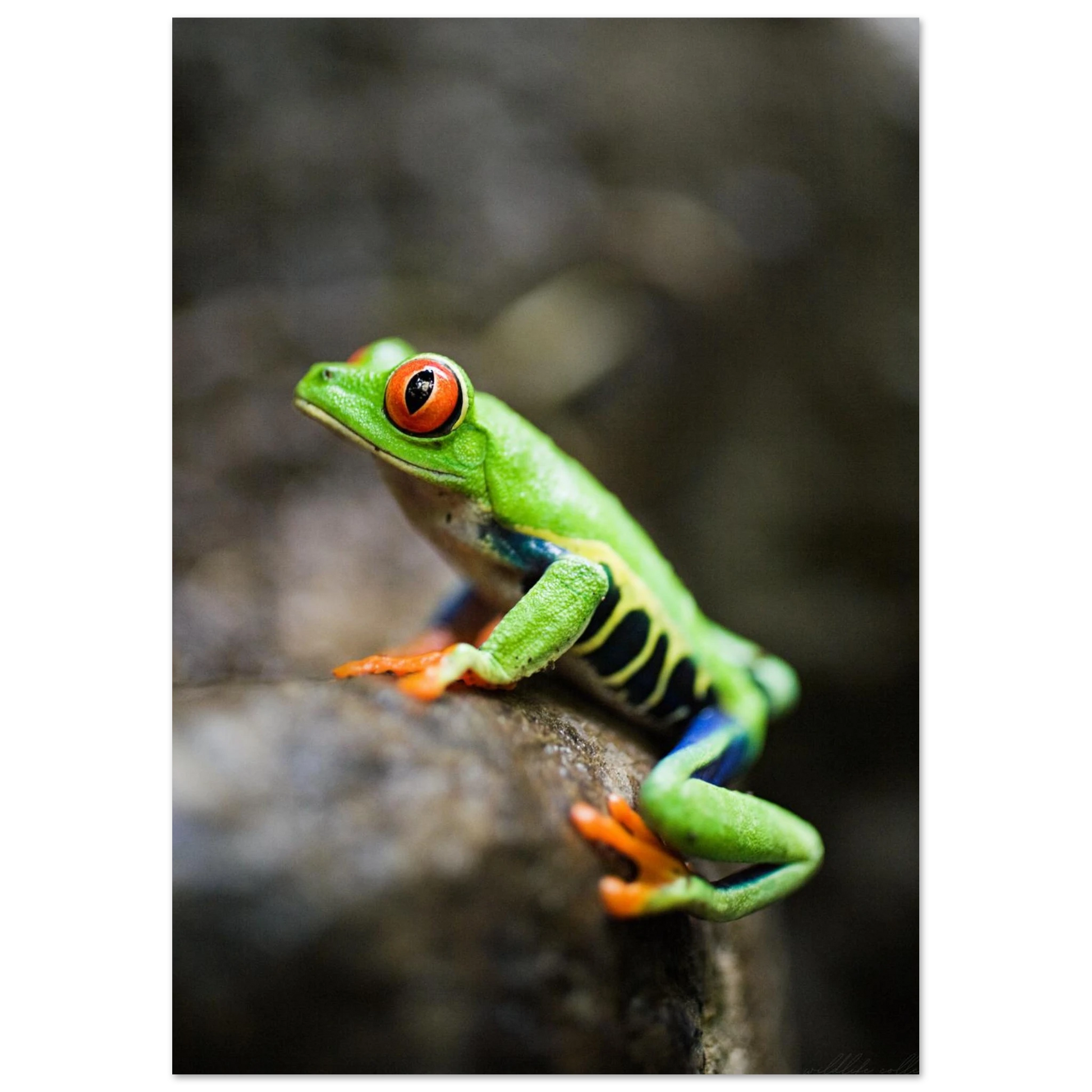 Närbild på en färgstark groda med stora röda ögon – fotorealistisk poster