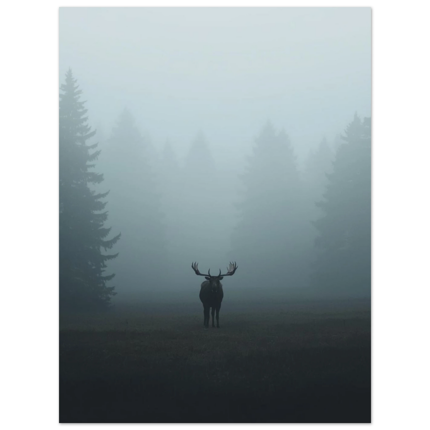 Dovt naturfoto av en ensam älg i dimma – djurposter