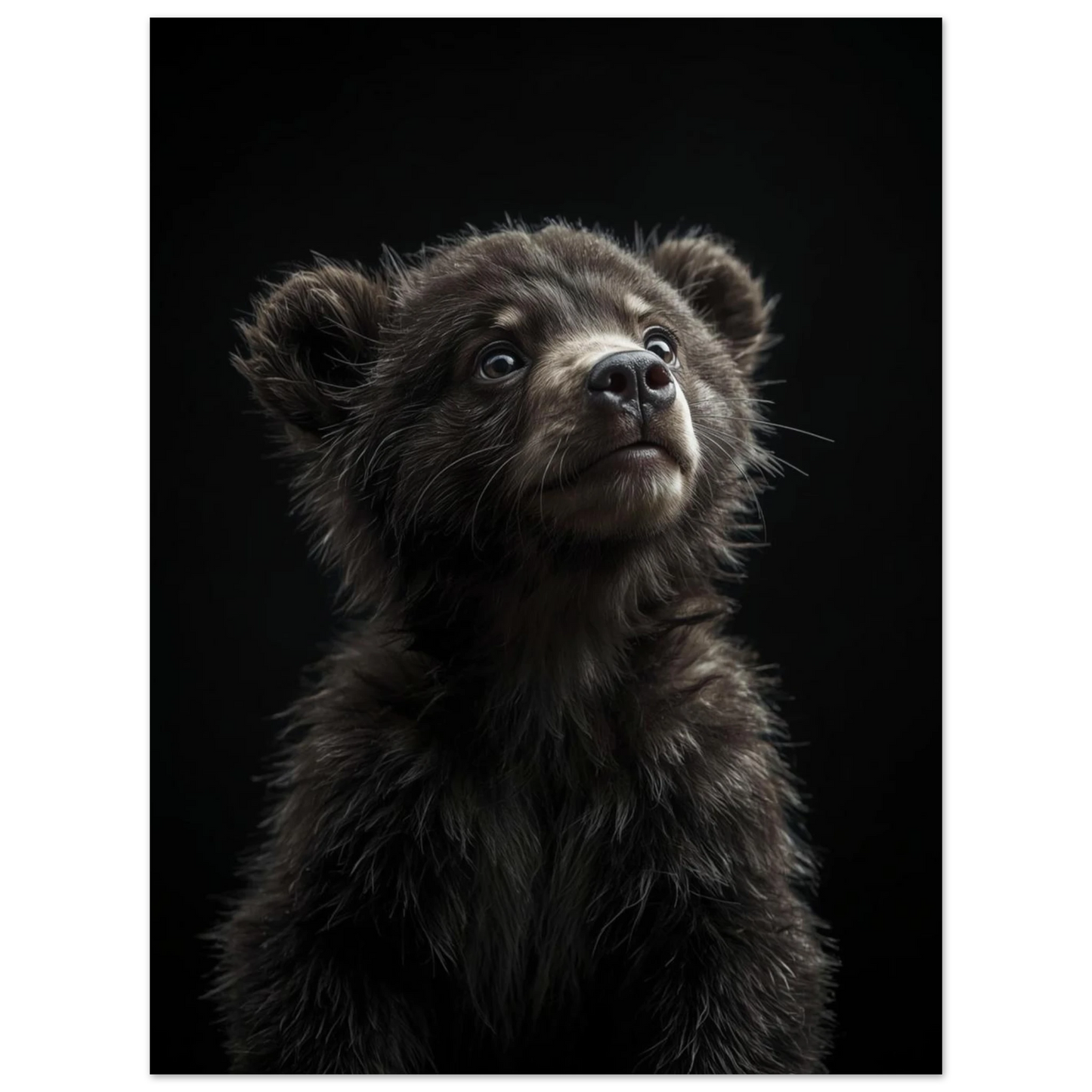 Mörkgrå poster föreställande en fluffig björnunge med nyfiken blick – print