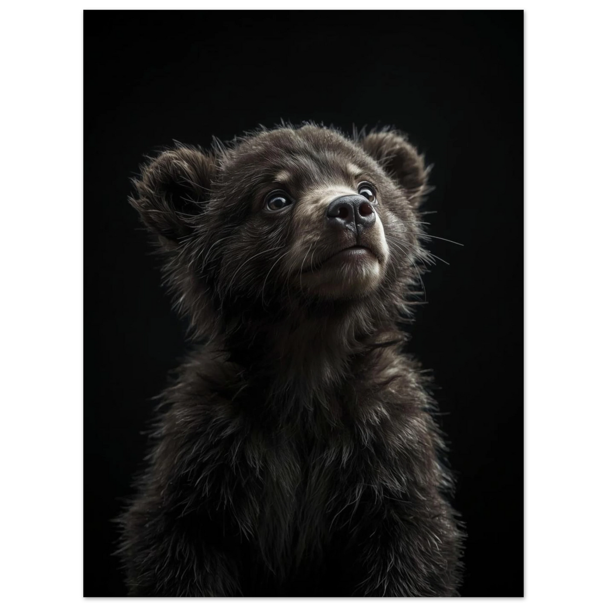 Mörkgrå poster föreställande en fluffig björnunge med nyfiken blick – print
