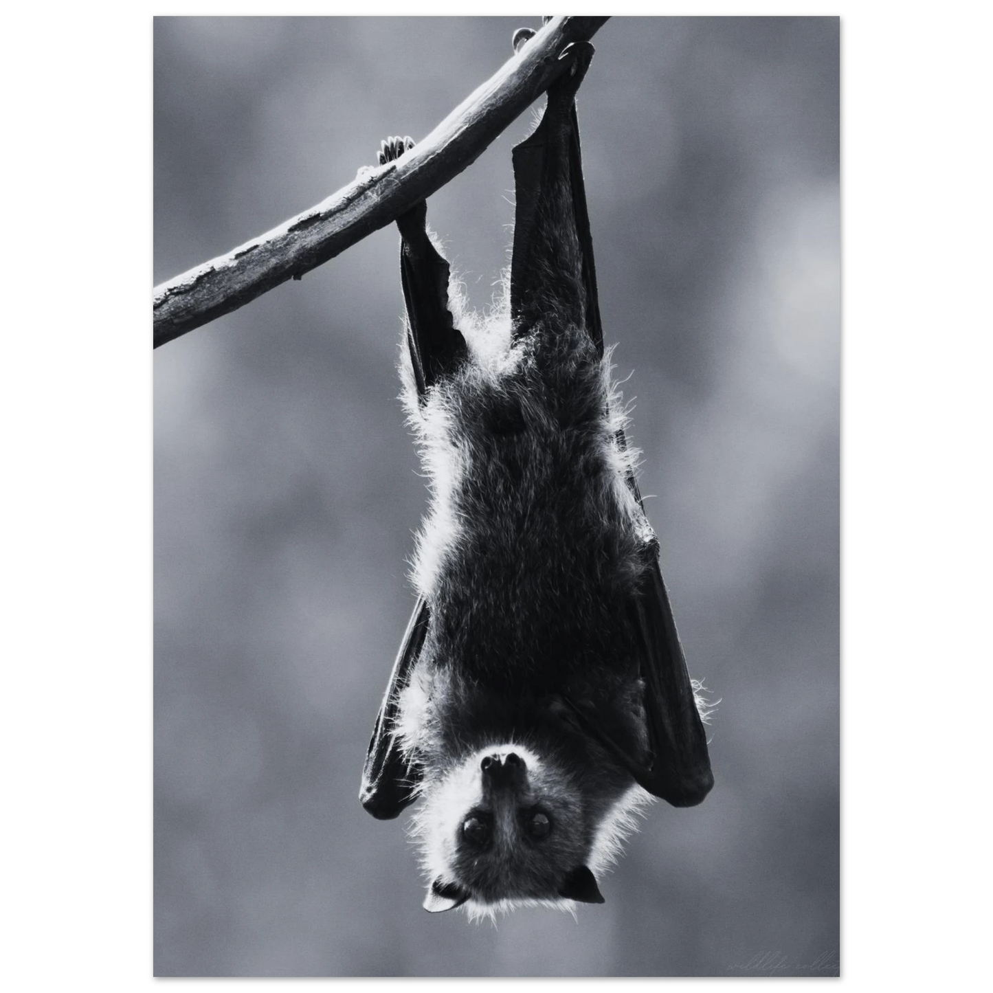 Svartvit fladdermus poster monterad i svart ram på en vardagsrumsvägg – Fotorealistisk poster