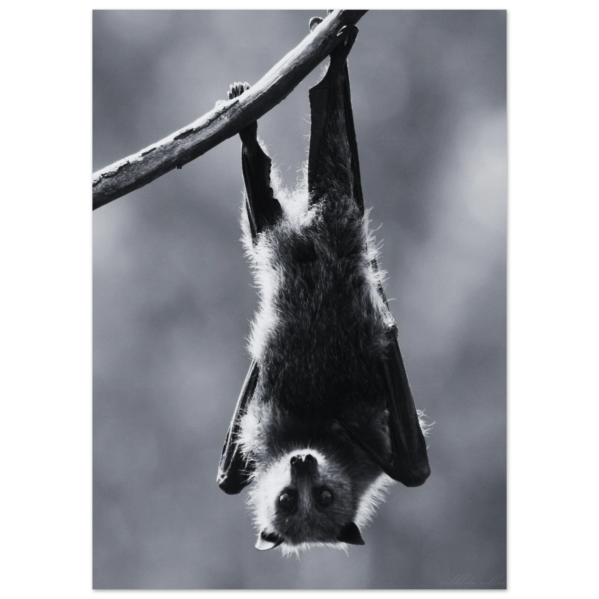 Svartvit fladdermus poster monterad i svart ram på en vardagsrumsvägg – Fotorealistisk poster