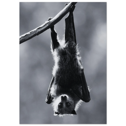 Svartvit fladdermus poster monterad i svart ram på en vardagsrumsvägg – Fotorealistisk poster