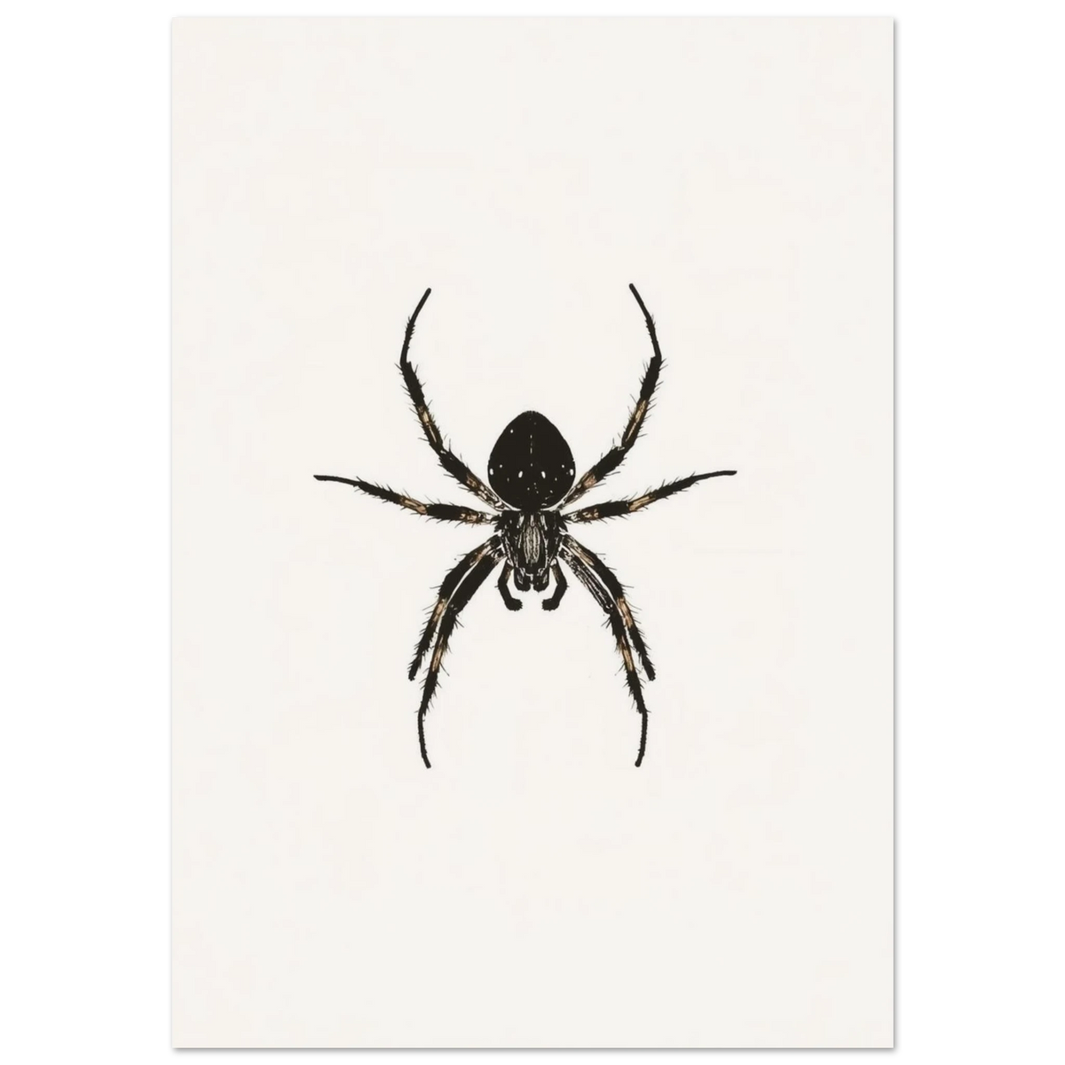 Svartvit illustration av en spindel i minimalistisk sumi-e stil