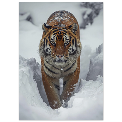 Närbild på en tiger med snöflingor i pälsen – vildmarksmotiv