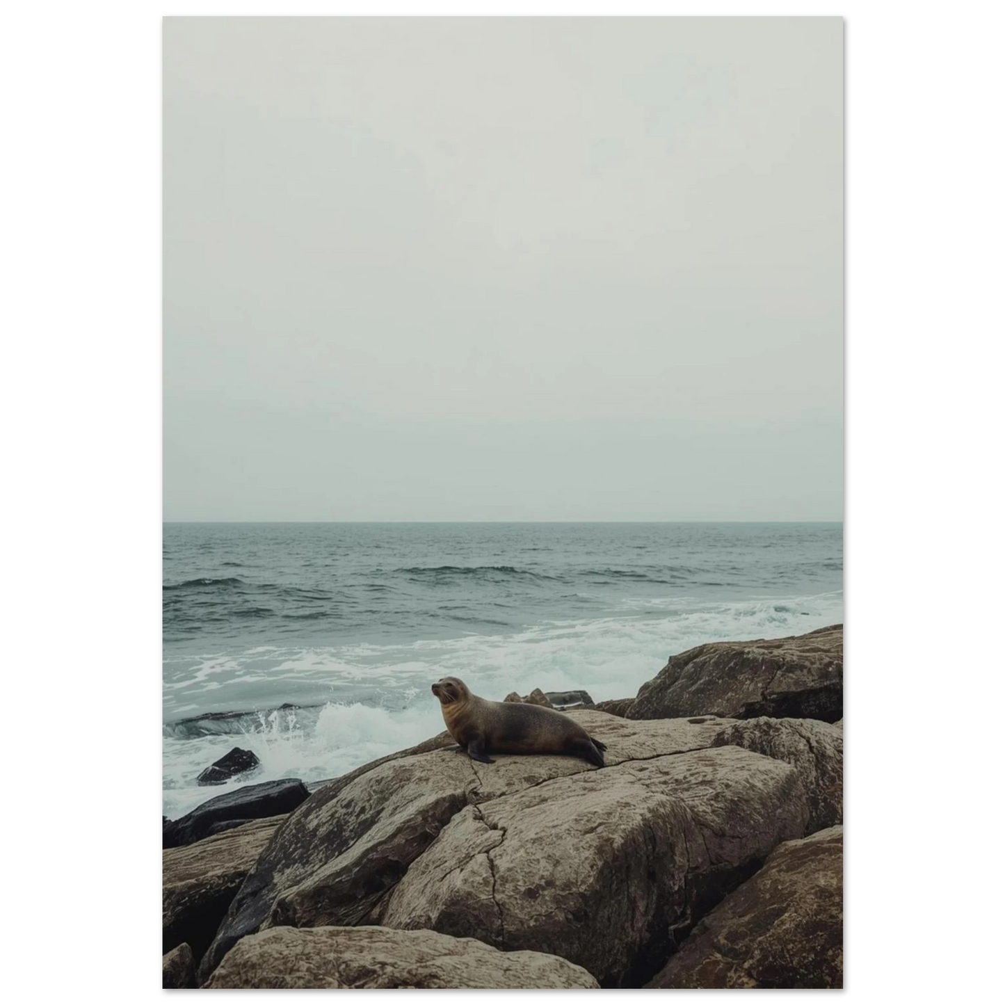Säl vilar på bruna klippor vid havet, gråtonad fotoposter