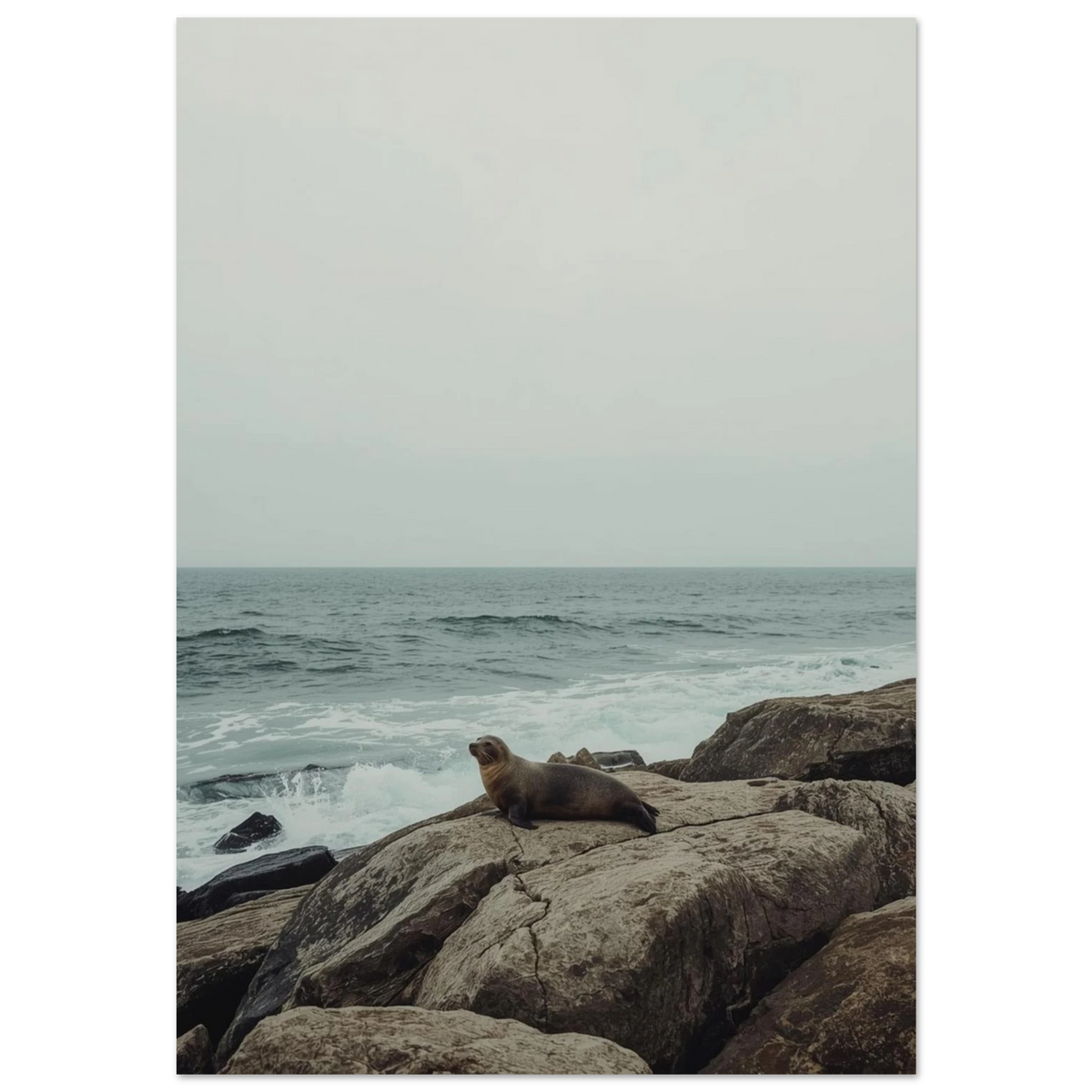 Säl vilar på bruna klippor vid havet, gråtonad fotoposter