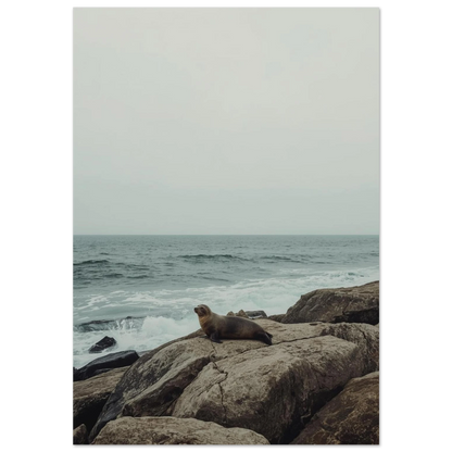 Säl vilar på bruna klippor vid havet, gråtonad fotoposter