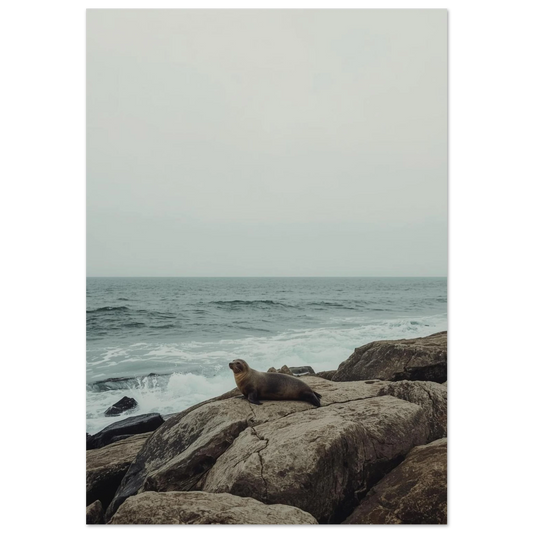 Säl vilar på bruna klippor vid havet, gråtonad fotoposter