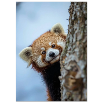 Nyfiken röd panda kikar fram i skogen – stämningsfull djurposter