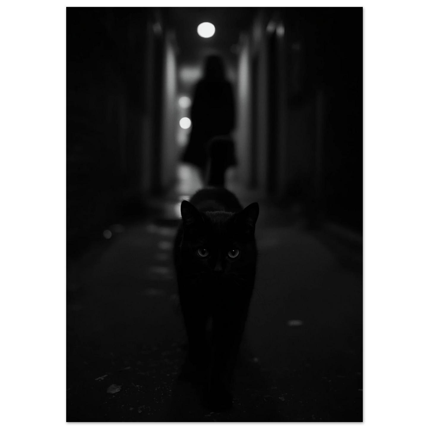 Närbild av svart katt i skuggig korridor, mystisk djurposter