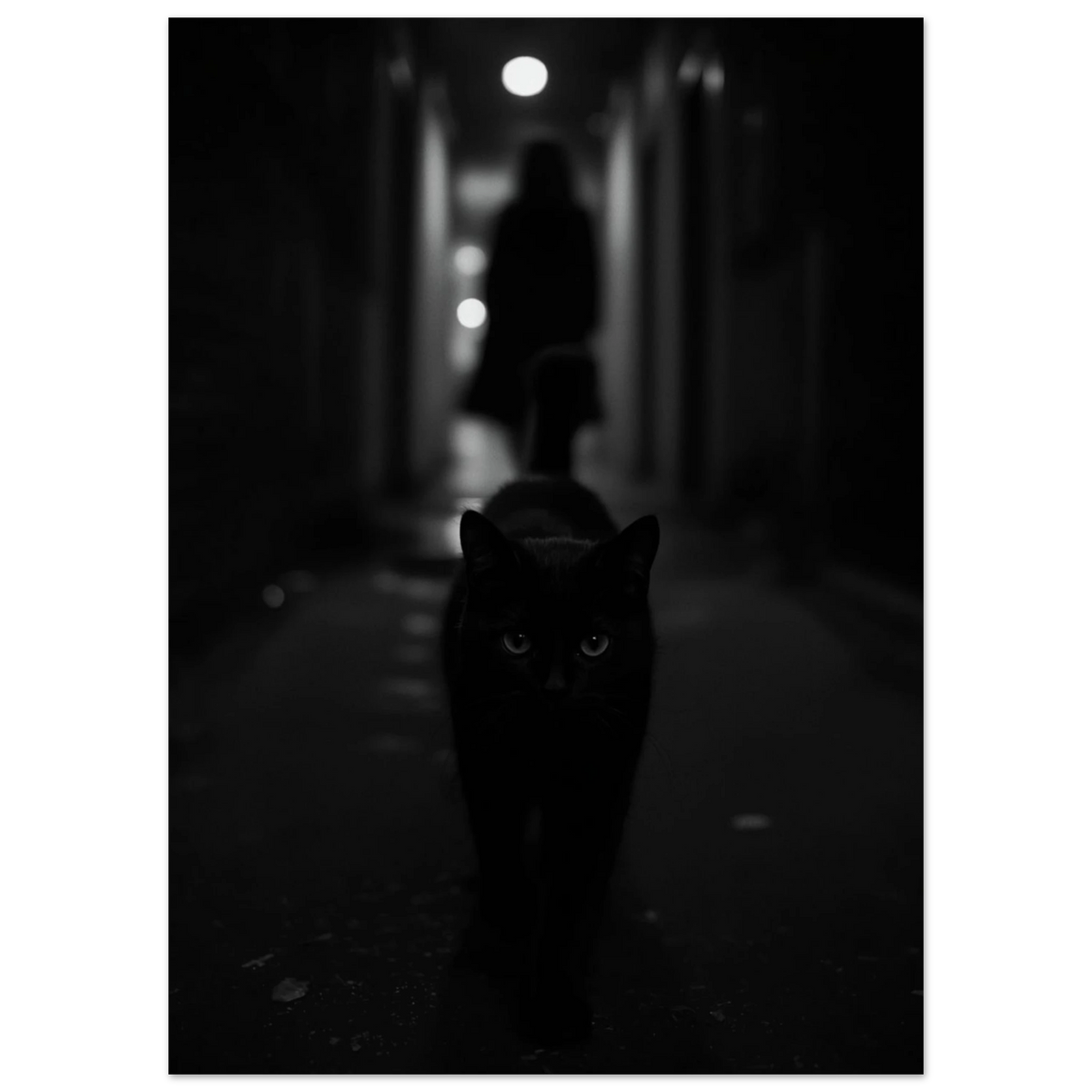 Närbild av svart katt i skuggig korridor, mystisk djurposter