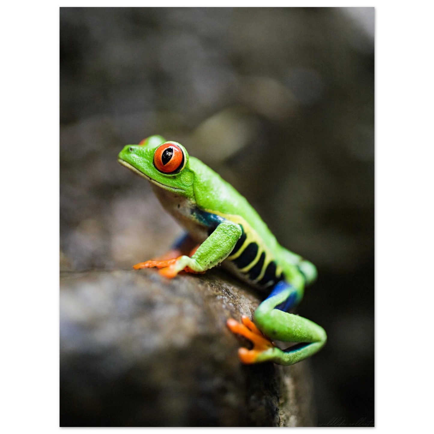 Färggrann exotisk groda i regnskogsmiljö – fotorealistisk poster