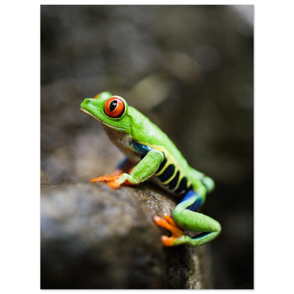 Färggrann exotisk groda i regnskogsmiljö – fotorealistisk poster