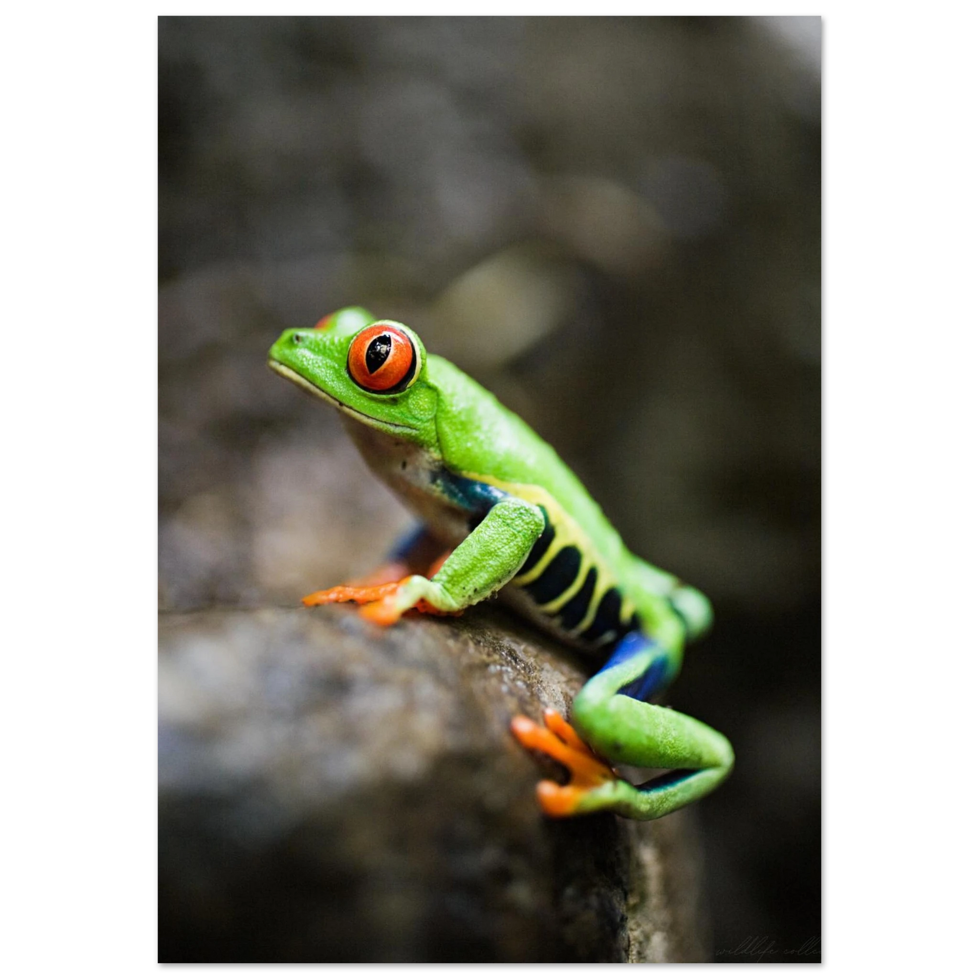 Grön rödögd lövgroda på en mörk gren – fotorealistisk poster