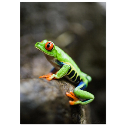 Grön rödögd lövgroda på en mörk gren – fotorealistisk poster