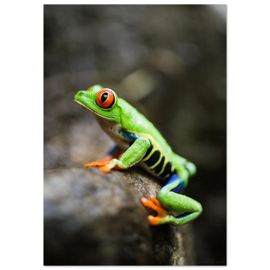 Grön rödögd lövgroda på en mörk gren – fotorealistisk poster