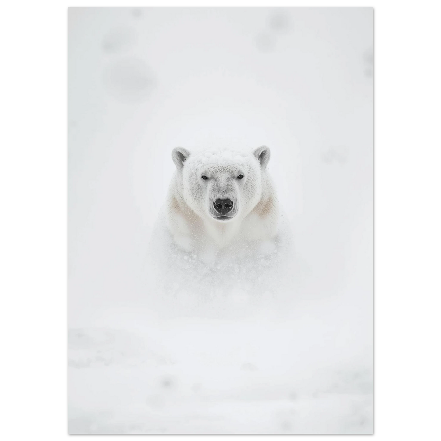 Närbild på isbjörnshuvud som framträder ur en vit blizzard – naturmotiv