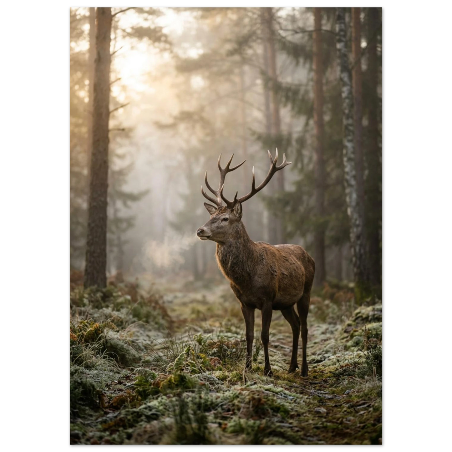 Majestätisk hjort i dimmig skog, frostig mark, lugn stämning.