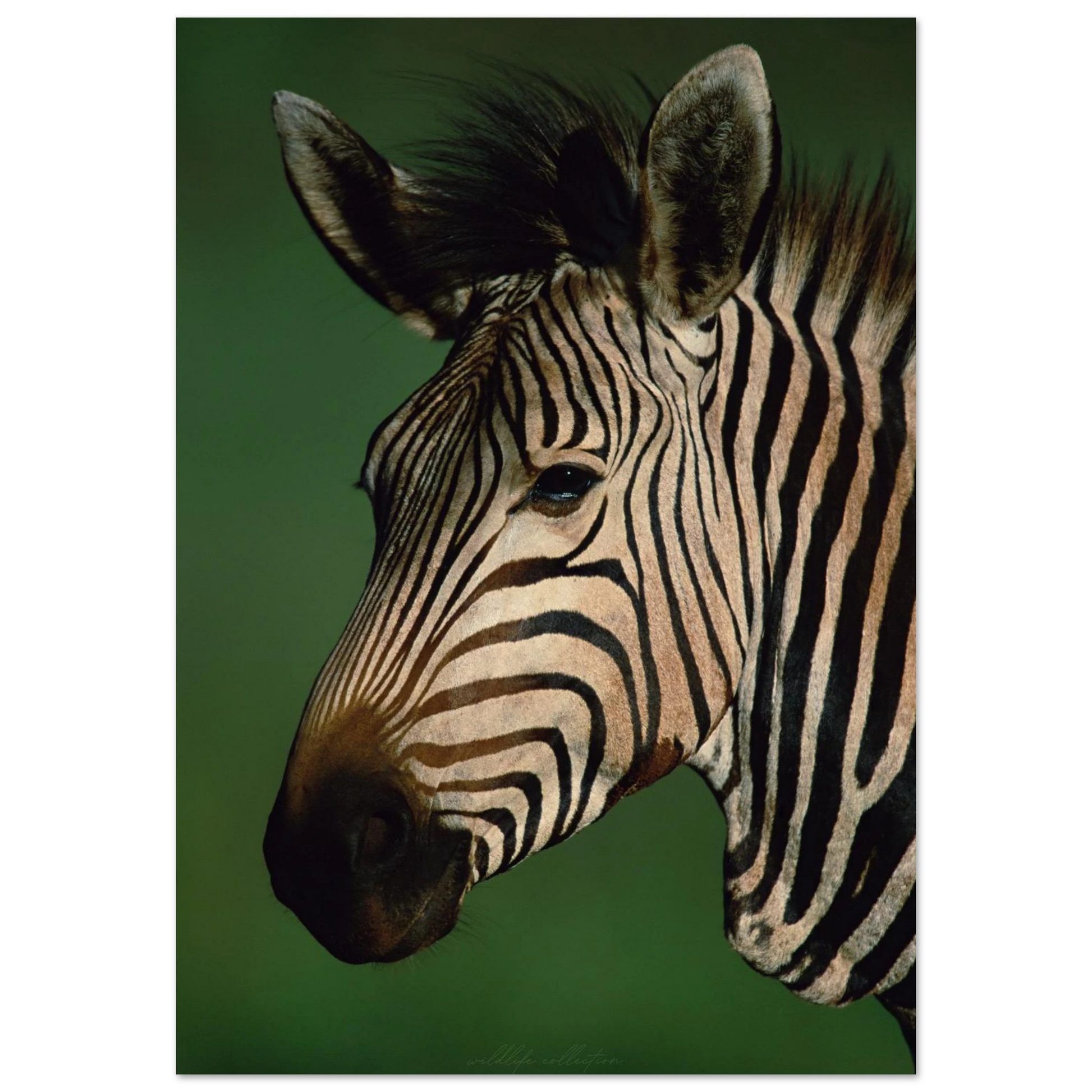 Närbild på en zebras ansikte mot grön bakgrund – Fotorealistisk poster