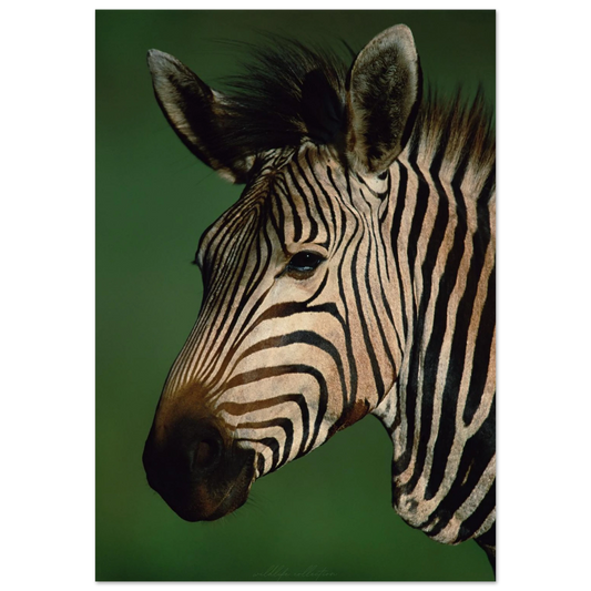 Närbild på en zebras ansikte mot grön bakgrund – Fotorealistisk poster