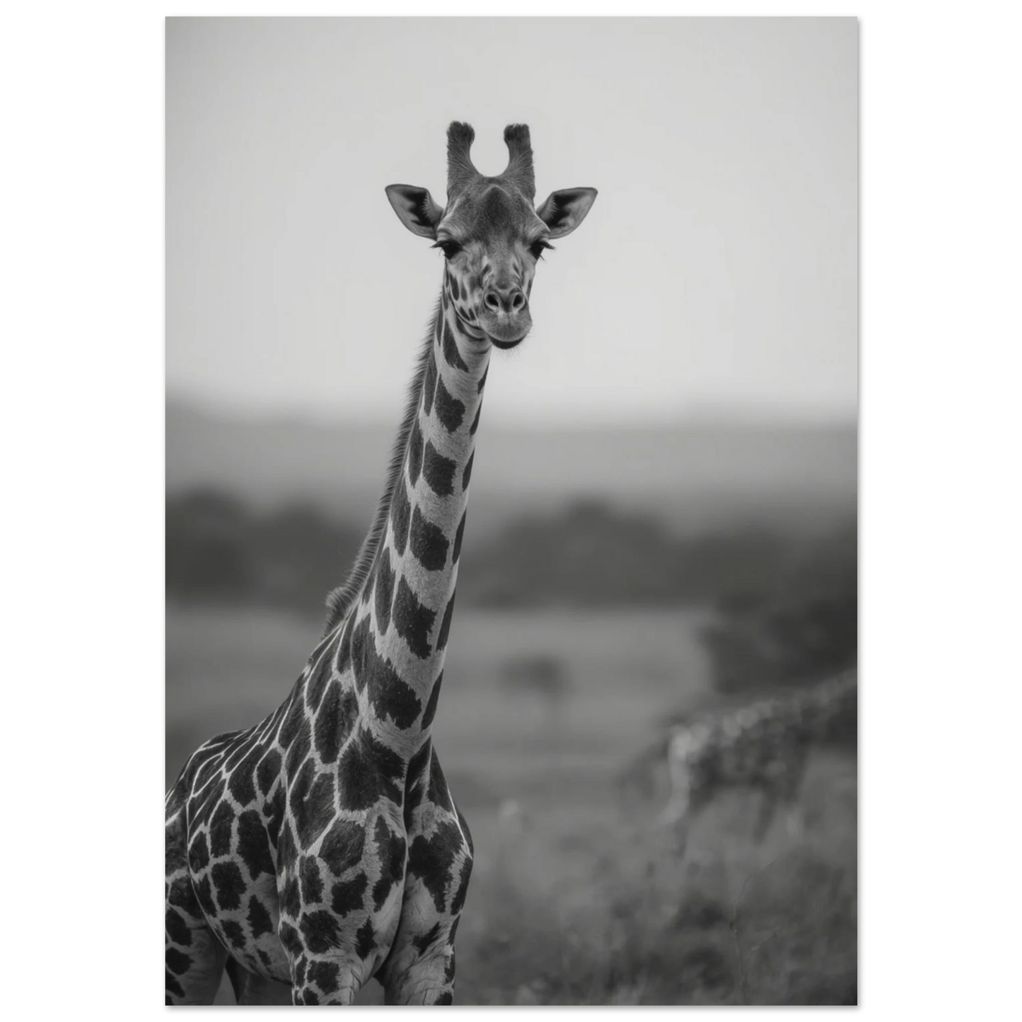 Svartvitt fotoporträtt av en giraff med lång hals på savannen