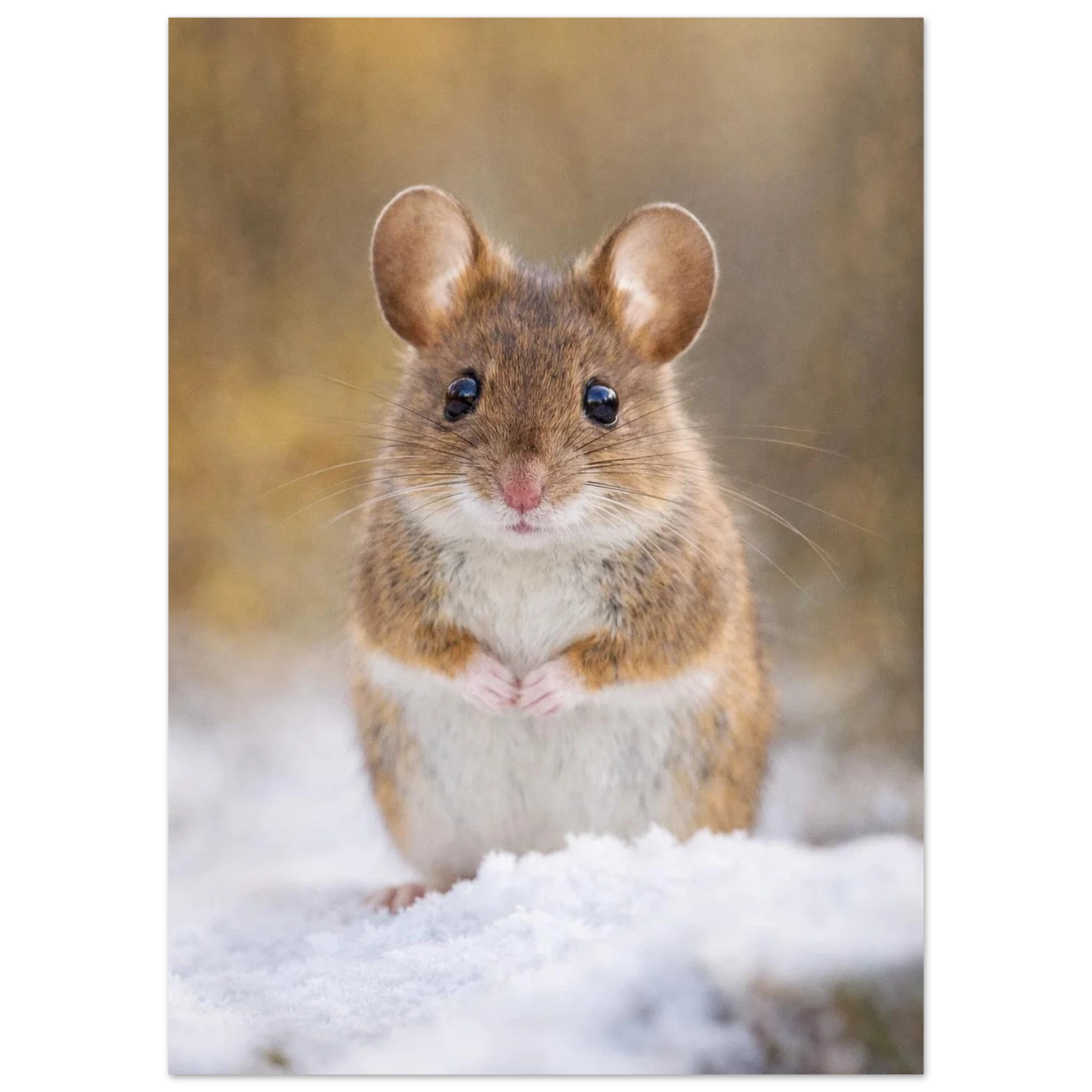 Detaljerat porträtt av en gnagare i naturen under vintern – fotorealistisk poster