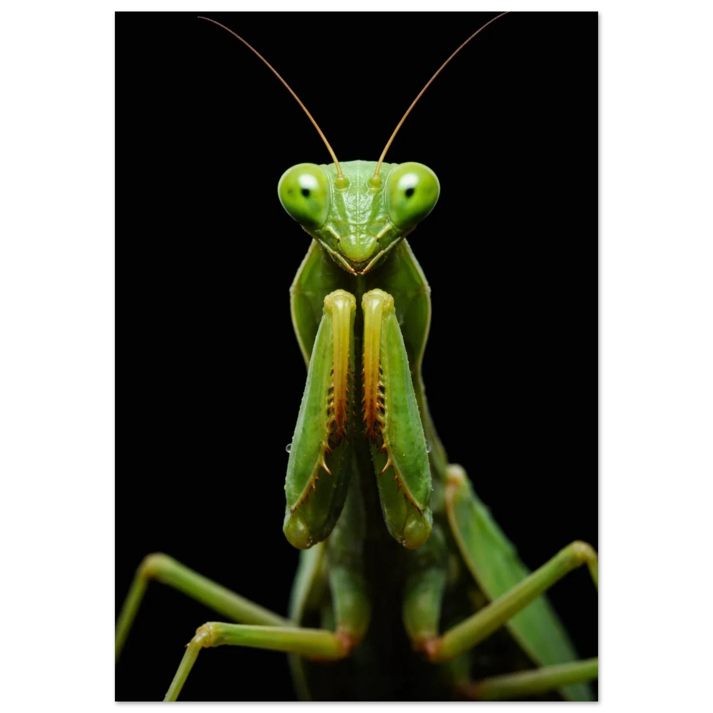 Detaljerad närbild på en grön bönsyrsa framifrån med mörk bakgrund – Fotorealistisk poster