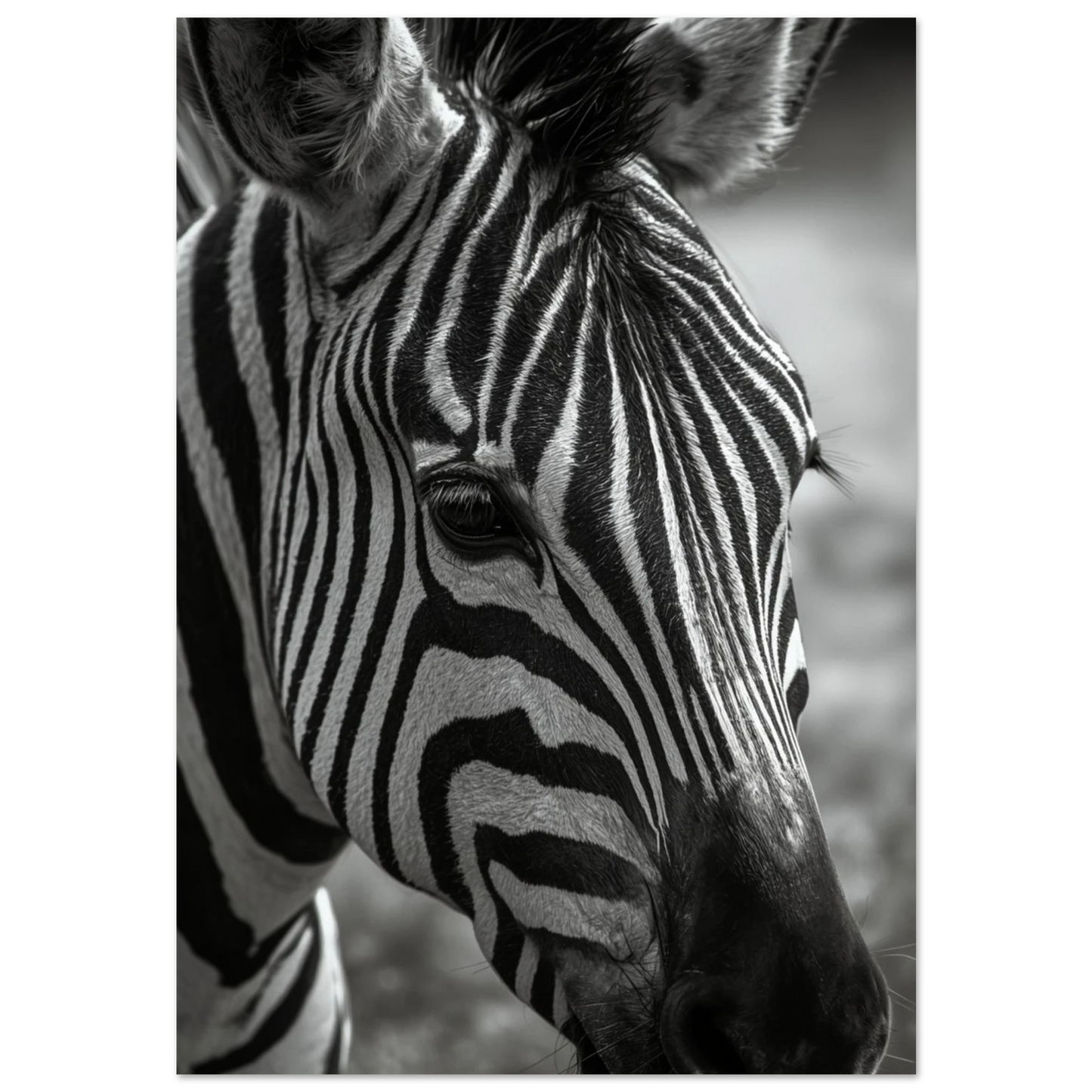 Närbild av zebra i svartvitt med fokus på ränder – djurposter