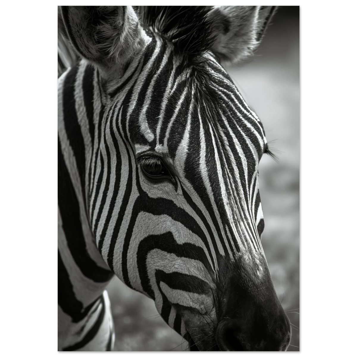 Närbild av zebra i svartvitt med fokus på ränder – djurposter
