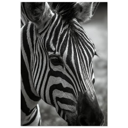 Närbild av zebra i svartvitt med fokus på ränder – djurposter