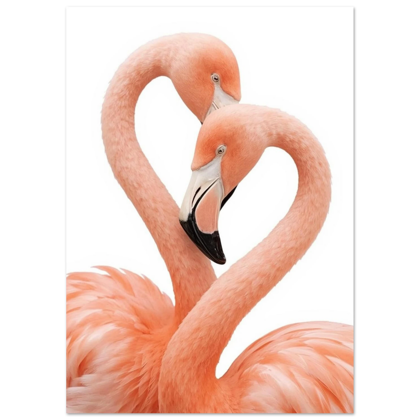 Elegant fotografi av korallrosa flamingor som rör vid varandra, väggkonst