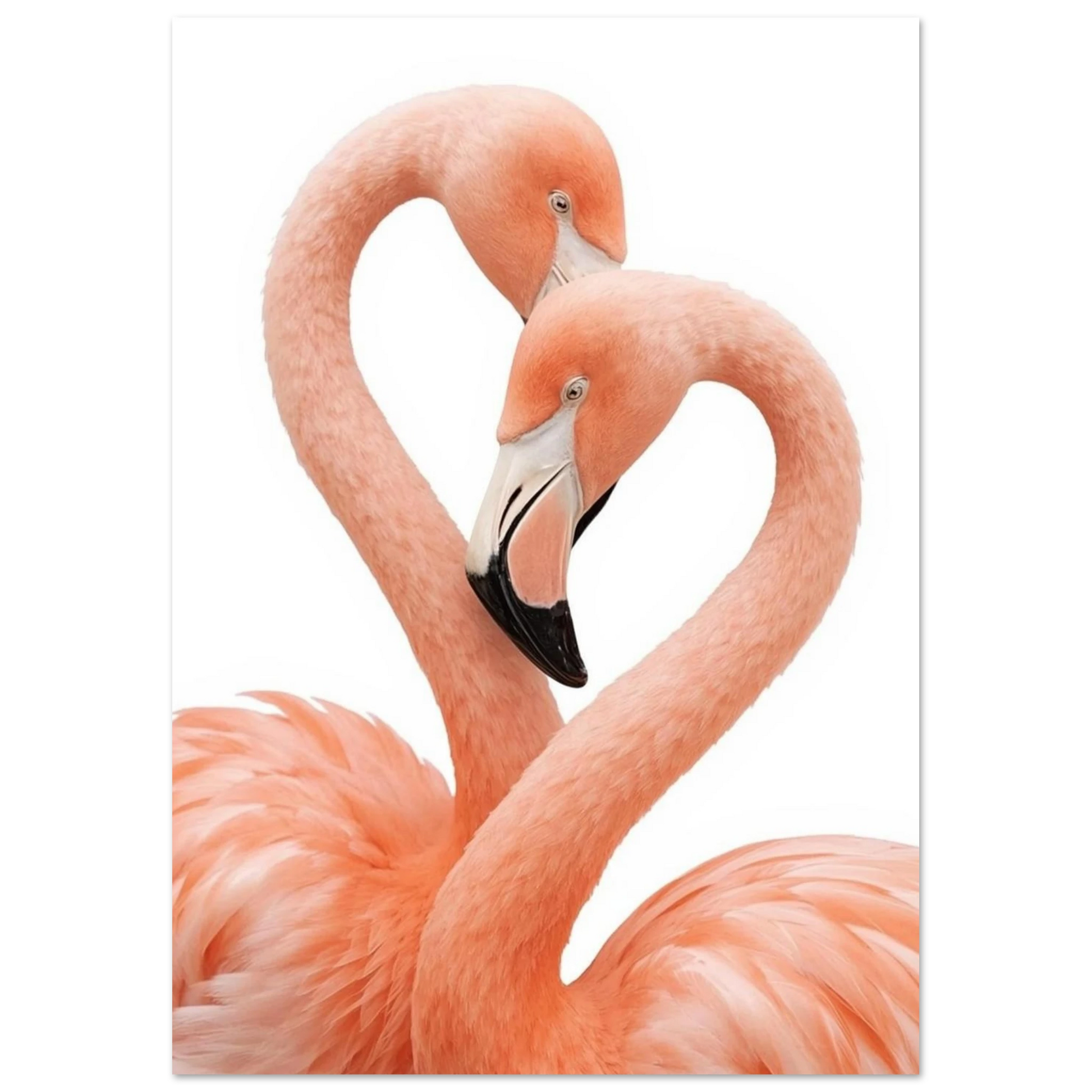 Elegant fotografi av korallrosa flamingor som rör vid varandra, väggkonst