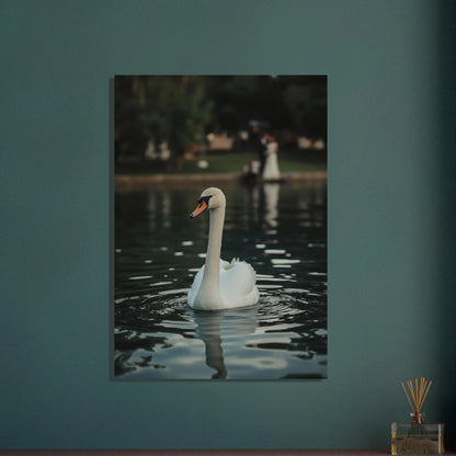 Svanens tysta elegans, minimalistiskt djurmotiv i svartvitt