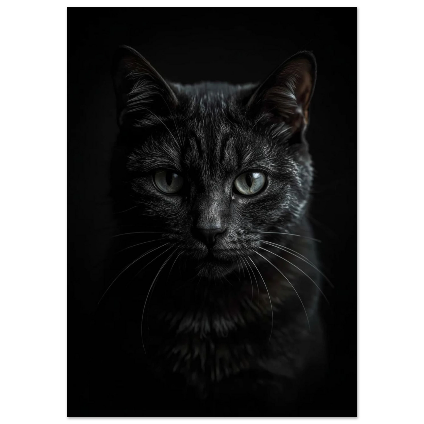 Närbild på kattansikte med ljusa ögon, konstnärlig svartvit känsla