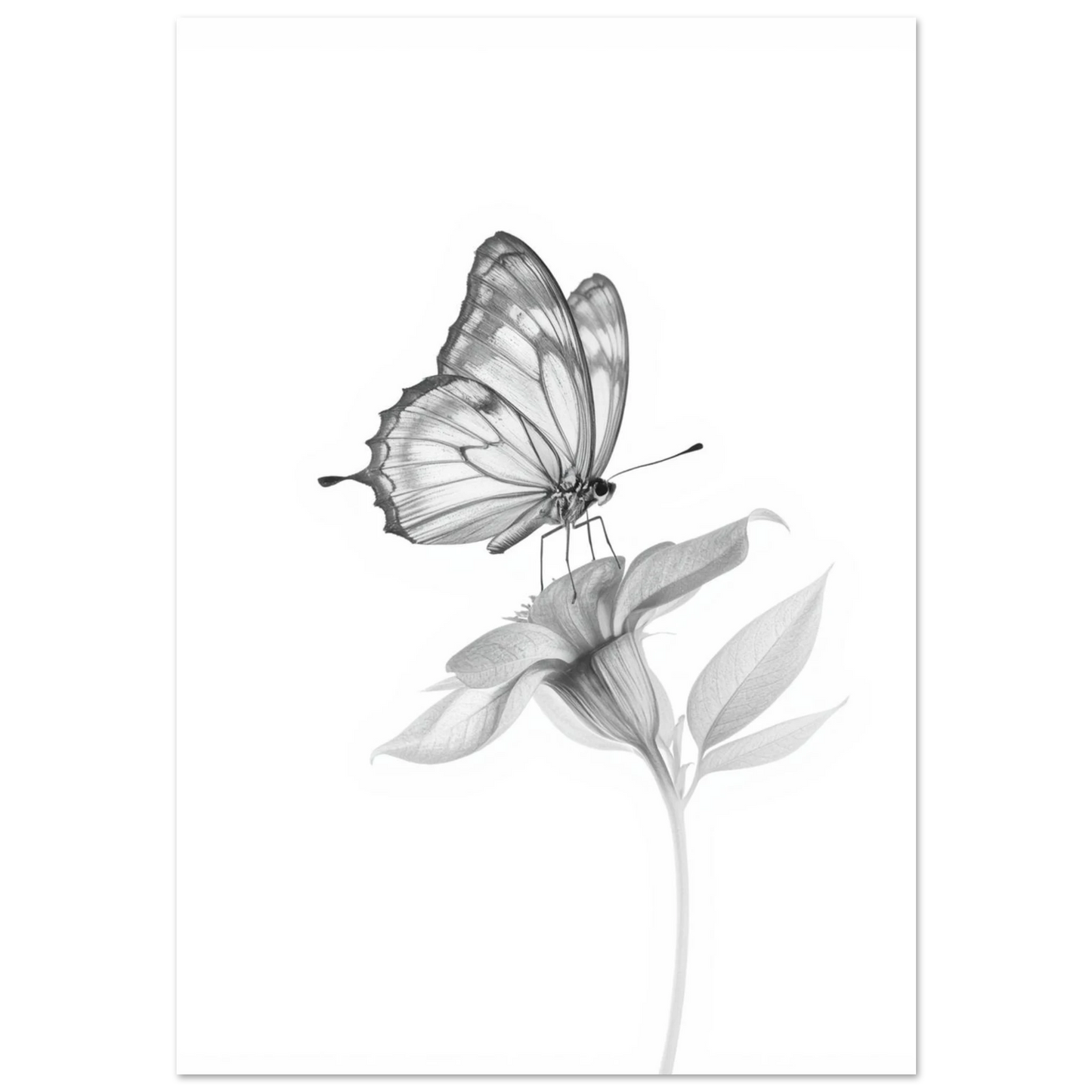 Fjäril på blomma i gråskala – minimalistisk poster med vita kanter