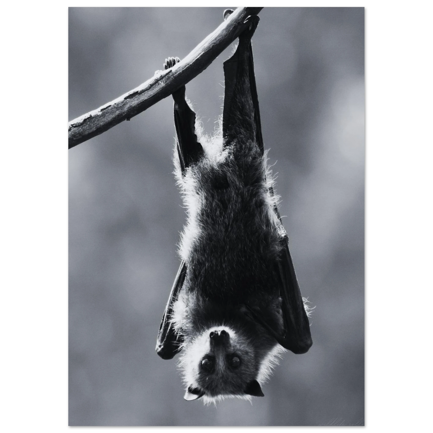 Konstnärlig fladdermus i vila i ett modernt kontor – Fotorealistisk poster