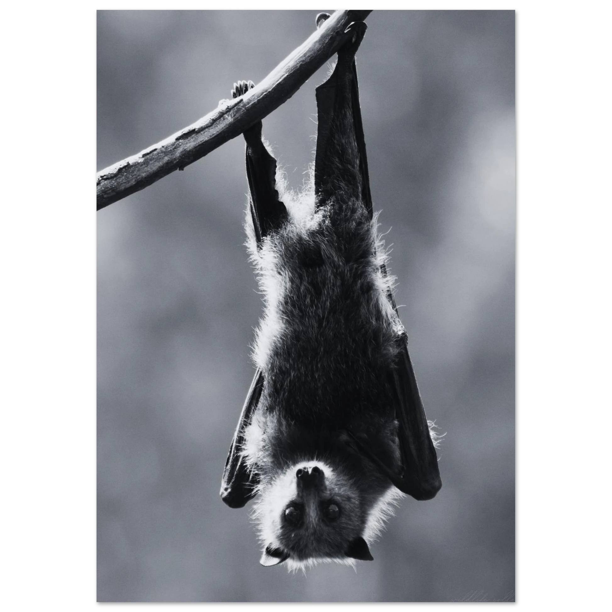 Konstnärlig fladdermus i vila i ett modernt kontor – Fotorealistisk poster